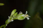 Green rockcress